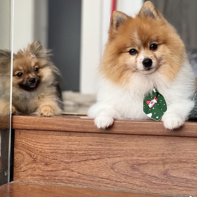 Dois Lulus da Pomerânia no balcão da loja