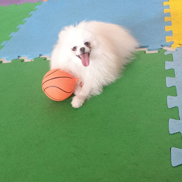Cachorro branco brincando com bola no tatame da creche