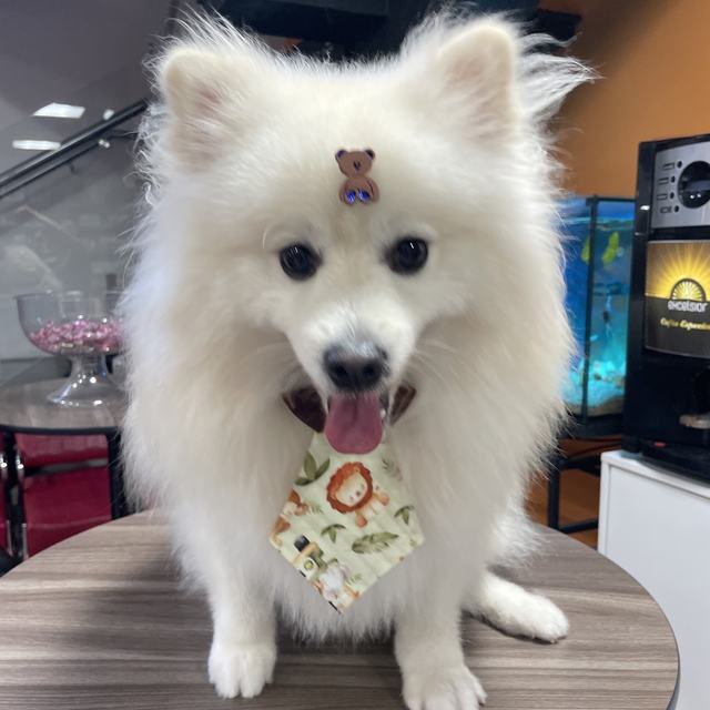 Spitz branco com bandana depois do banho